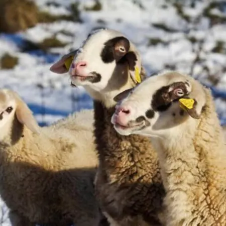 Nyaraló Beehive On A Farm Radovljica
