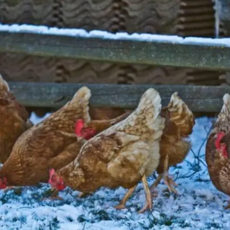 Nyaraló Beehive On A Farm *