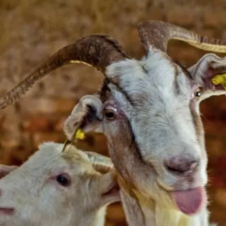 Nyaraló Beehive On A Farm Radovljica