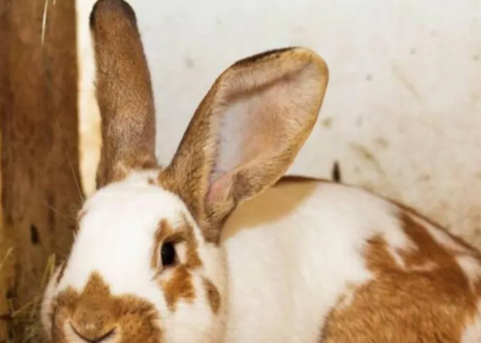 Beehive On A Farm Radovljica