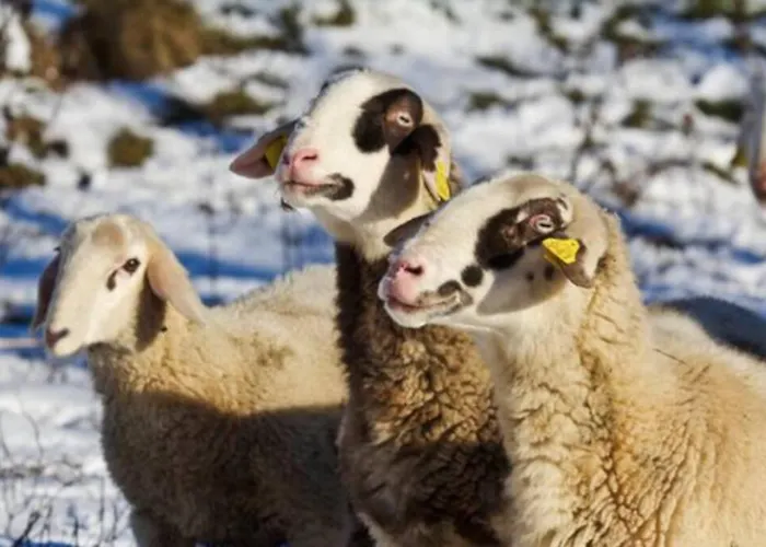 Hébergement de vacances Beehive On A Farm Radovljica