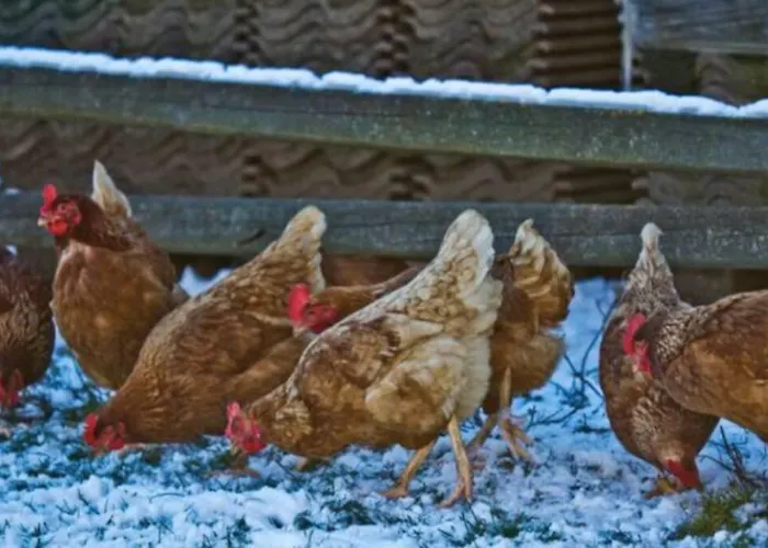 Hébergement de vacances Beehive On A Farm *