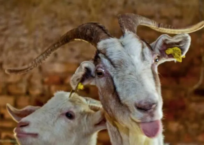 Holiday home Beehive On A Farm Radovljica